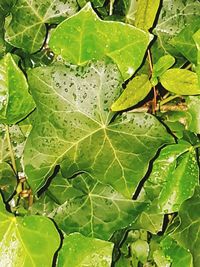 Close-up of wet leaves