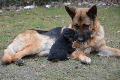 Dog lying on grass