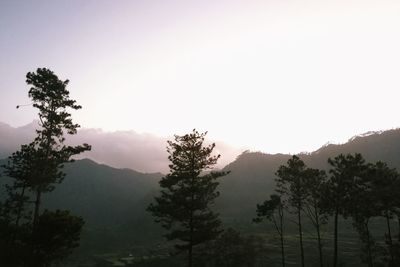 Silhouette trees on mountain against clear sky