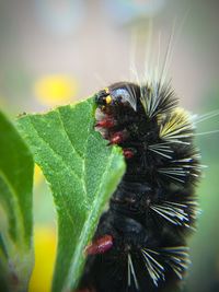 Close-up of insect on leaf