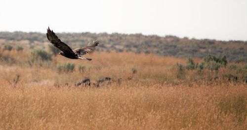 Birds flying in the field