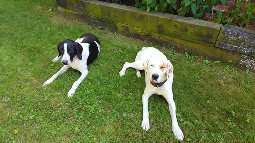 Two dogs on field