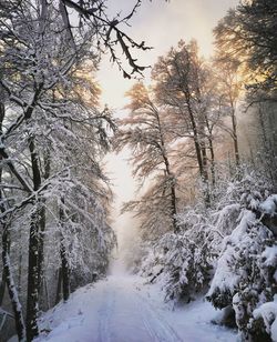 Snow covered road amidst trees against sky