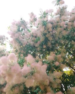 Low angle view of trees against sky