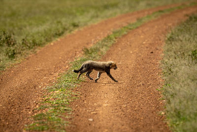 Cheetah cub crosses dirt track in grassland