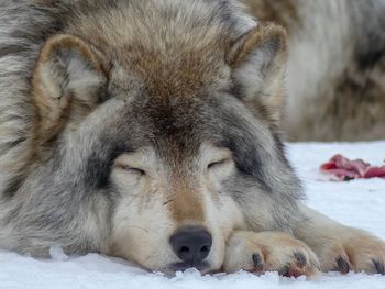 Close-up of a grey wolf on snow