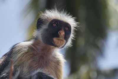 Close-up of monkey, zanzibar red colobus