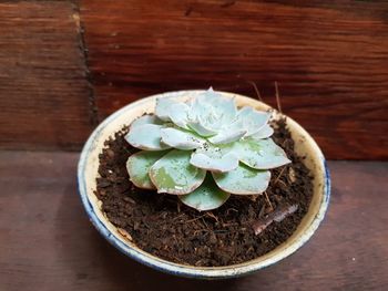 High angle view of potted plant on table