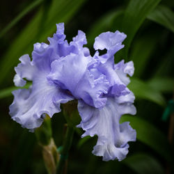 Close-up of purple flowering plants