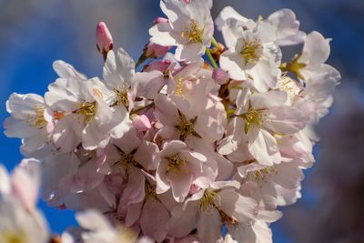 Close-up of cherry blossom