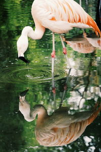 Swans in a lake