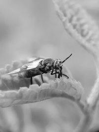 Close-up of bee