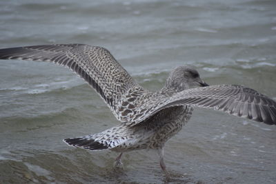 Seagull flying over sea