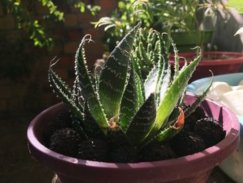 Close-up of wet plant