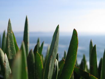 Close-up of leaves