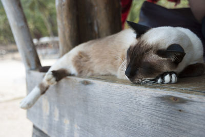 Close-up of dog resting