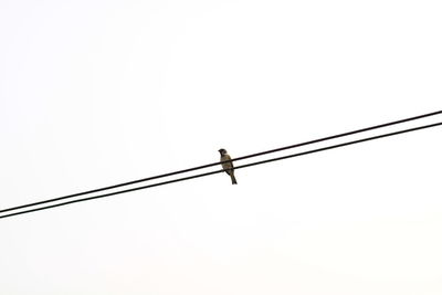 Low angle view of bird perching on cable against clear sky