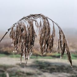 Close-up of dry plant on field against sky