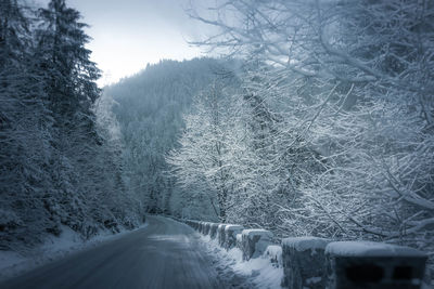 Snow covered road amidst trees