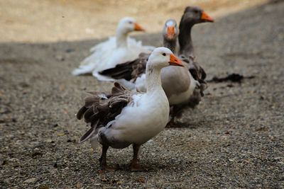 Birds in flight
