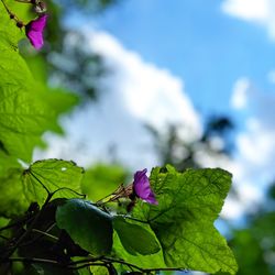 Close-up of purple flowering plant