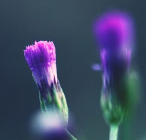 Close-up of pink flower against blurred background