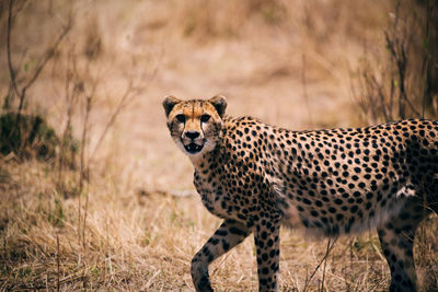 Portrait of cheetah on field