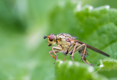 Close-up of insect on plant