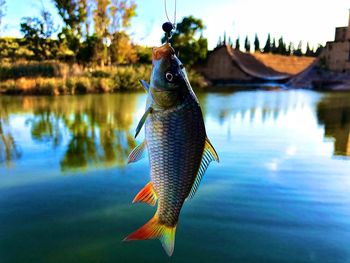 View of fish in sea