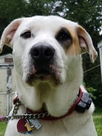 Close-up portrait of dog