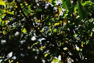 Close-up of tree branch