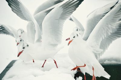 Seagulls with spread wings on snow covered wall