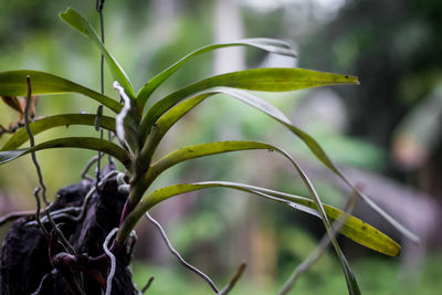 Close-up of plant growing on field