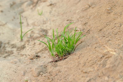 High angle view of plant growing on field