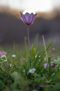 Close-up of purple crocus flowers on field