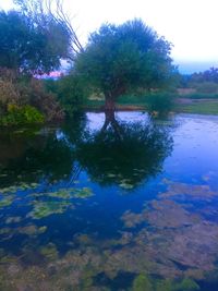 Reflection of trees in lake