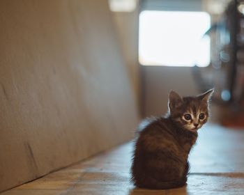 Kitten sitting on floor