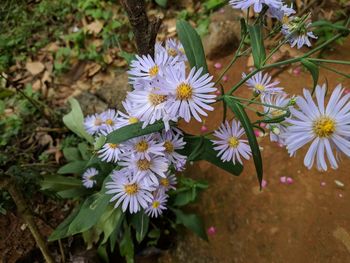 Close-up of white flowers blooming outdoors