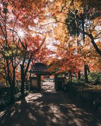 Trees and plants in park during autumn