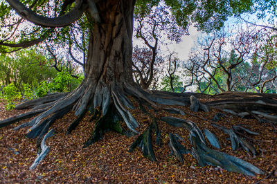 Trees in forest