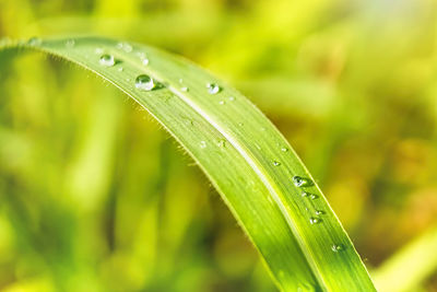 Close-up of water drops on blade of grass