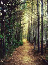Road passing through forest