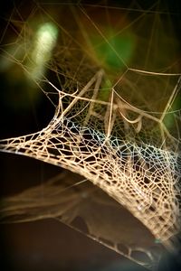 spider web