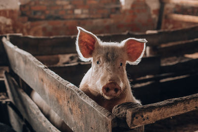 Close-up portrait of a sheep