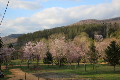 Trees on field against sky