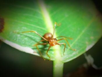 Close-up of insect on leaf