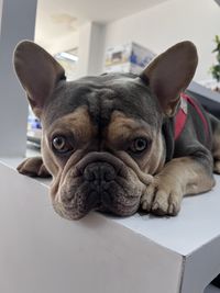 pet