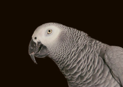 Close-up of a bird against black background