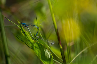 Close-up of damselflies mating on plant