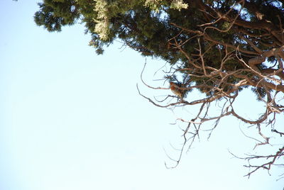 Low angle view of bare tree against clear sky